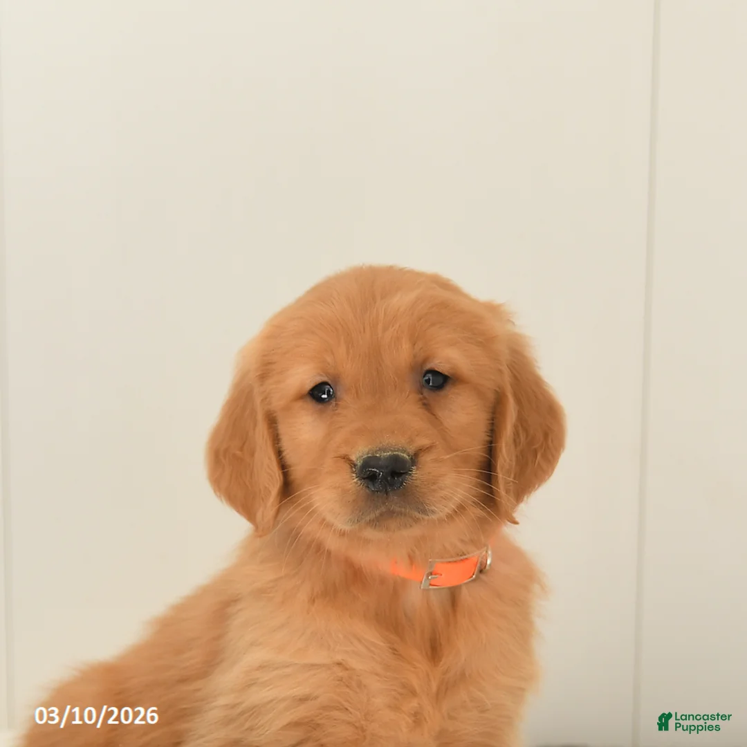 Golden Retriever dogs for sale: Maverick - Ad 5