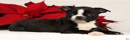 Boston Terrier dogs for sale: Amy - Ad 4