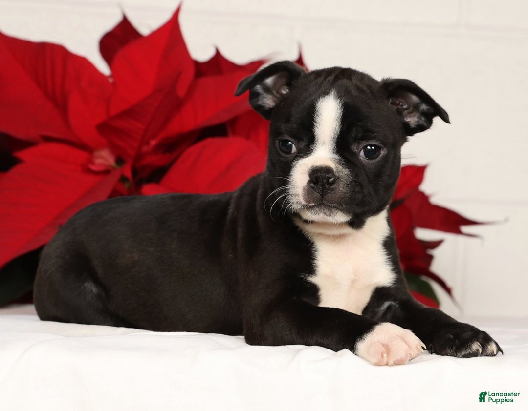 Boston Terrier dogs for sale: Amy - Ad 4
