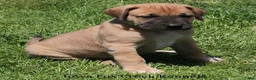 Mixed Breed dogs for sale: Bubba - Ad 12