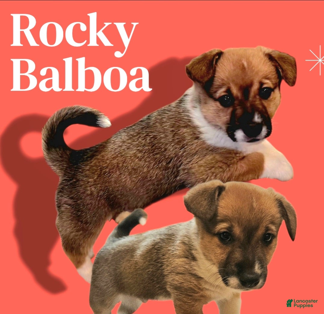 Mixed Breed dogs Rocky Balboa - Ad 4