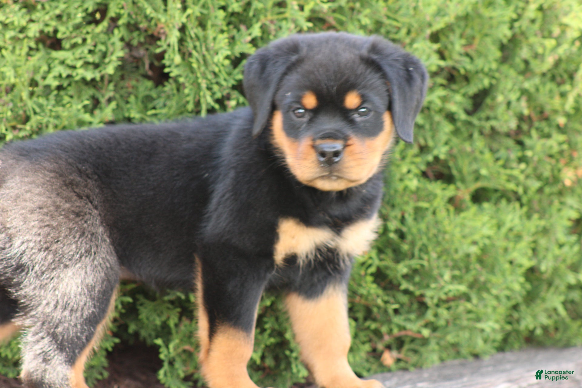 Rottweiler dogs for sale: Dutin - Ad 3