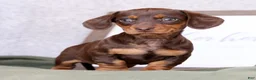 Miniature Dachshund dogs for sale: Dahlia - Ad 7