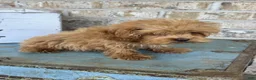 Cavapoo dogs for sale: Apple - Ad 3