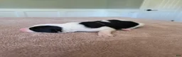 Border Collie dogs for sale: Goldie - Ad 4