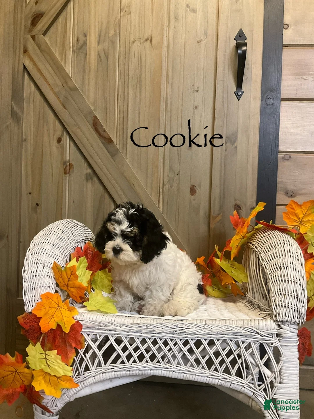 Cavachon dogs for sale: Cookie  - Ad 1