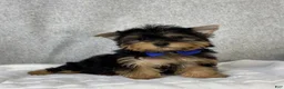 Yorkshire Terrier dogs for sale: Dakota - Ad 1