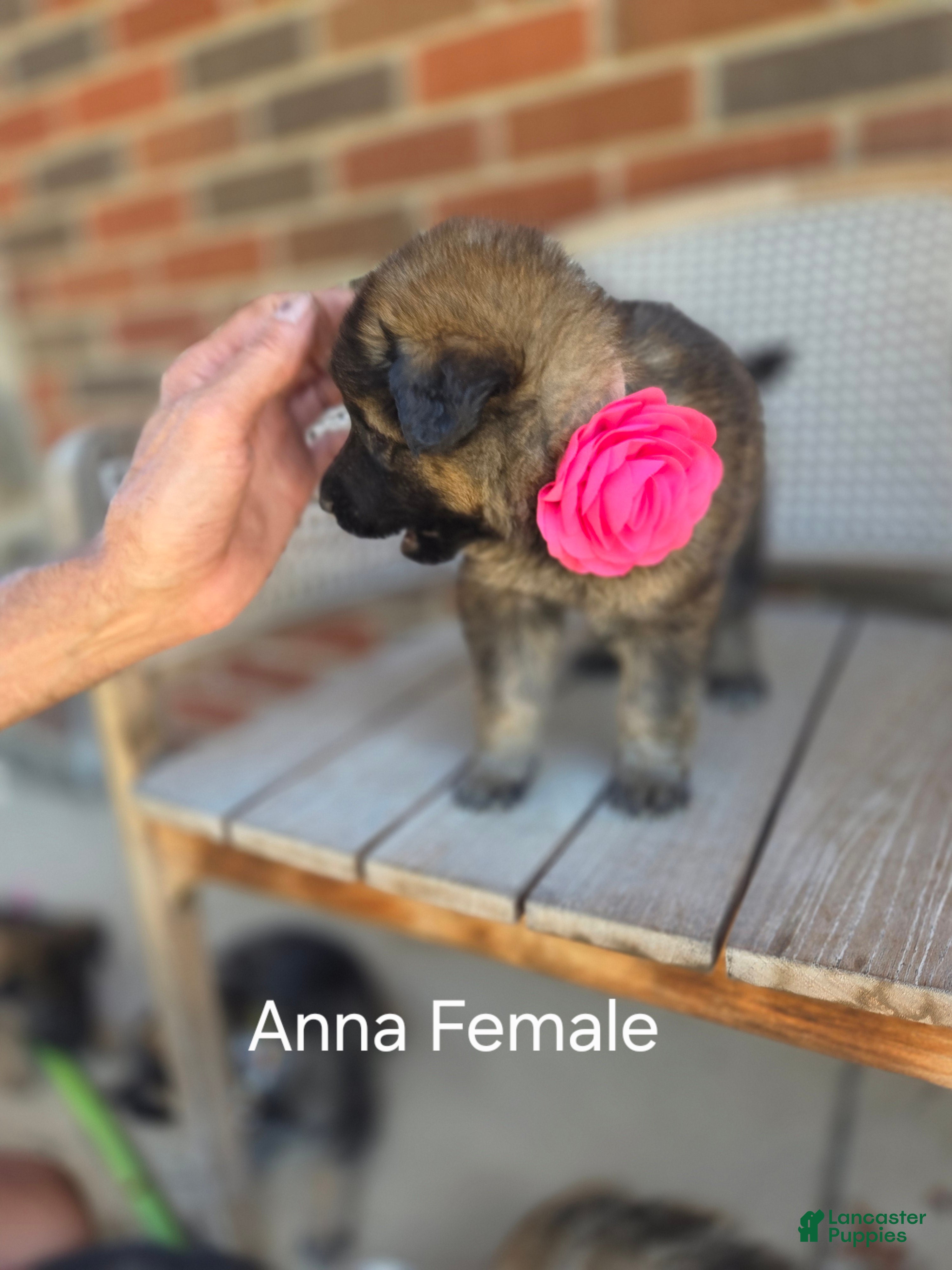 German Shepherd dogs ANNA - Ad 1