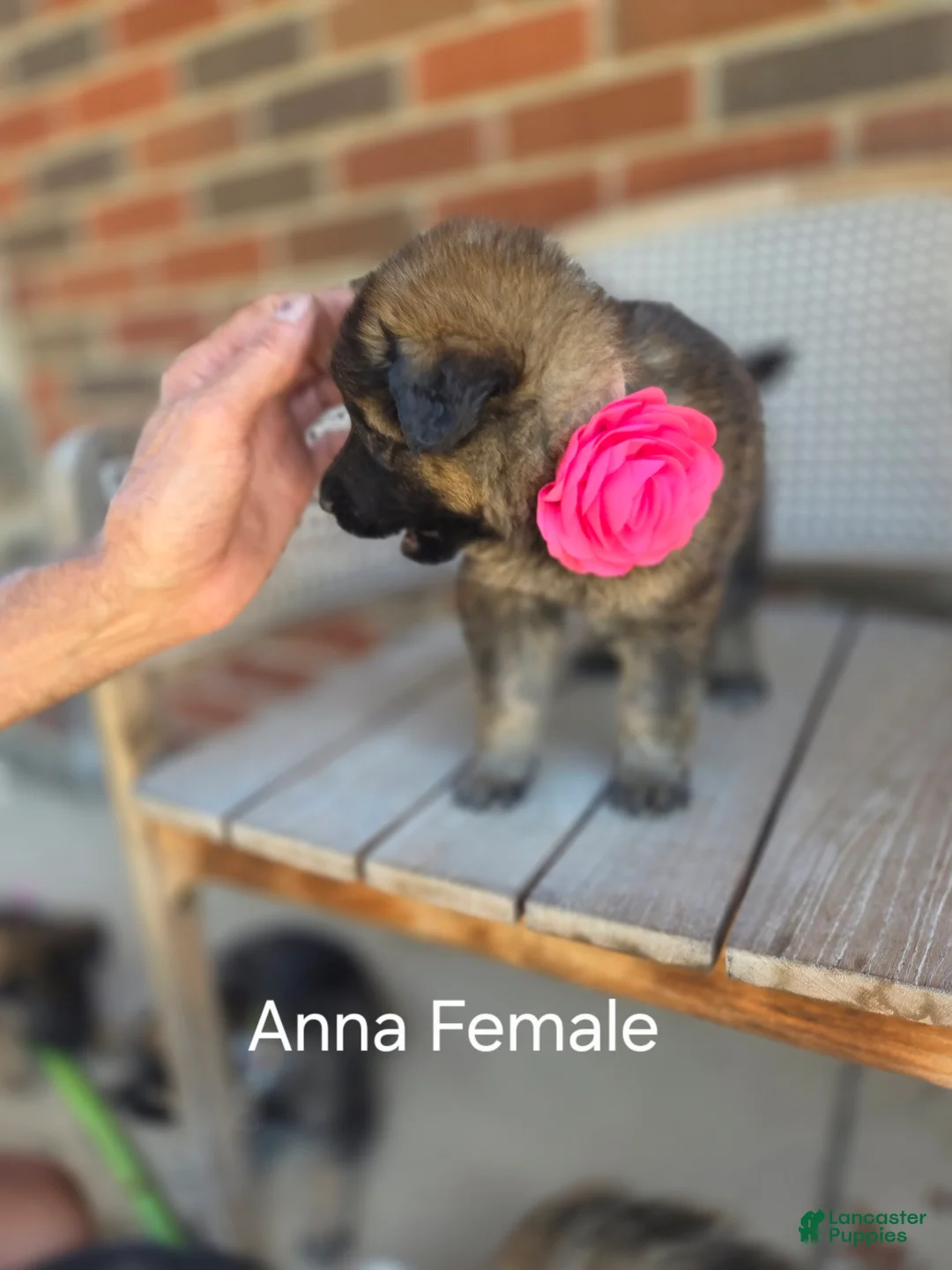 German Shepherd dogs for sale: ANNA - Ad 1