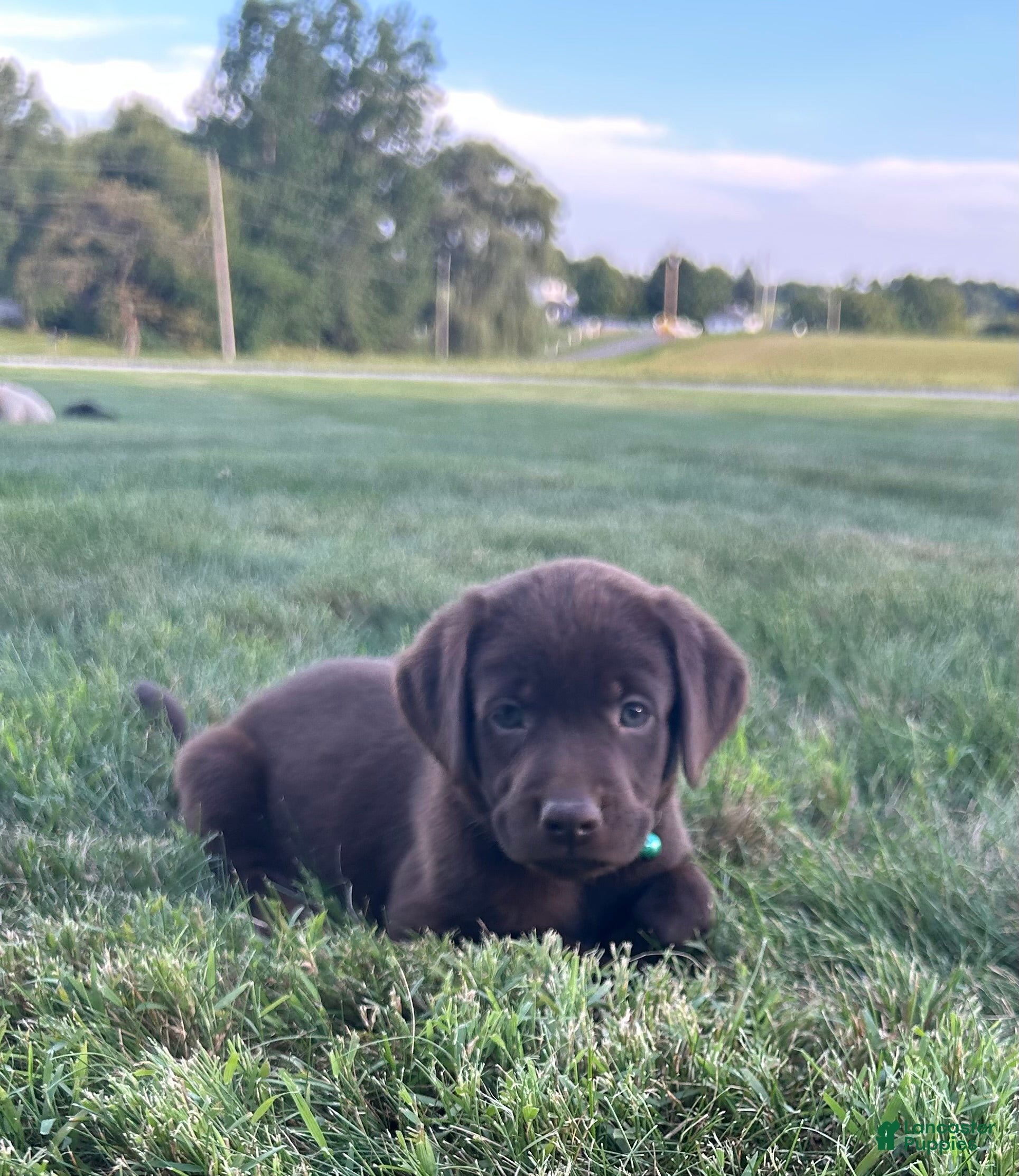Labrador Retriever dogs Mable - Ad 1