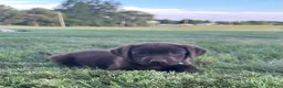 Labrador Retriever dogs for sale: Honey - Ad 46