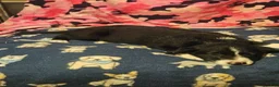 Border Collie dogs for sale: GiGi (Call-Text) - Ad 13