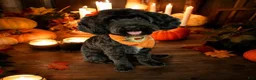 Cockapoo dogs for sale: BJ - Ad 4