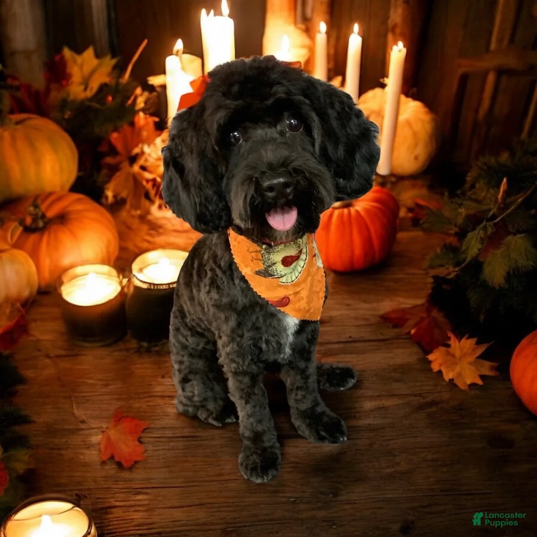Cockapoo dogs for sale: BJ - Ad 4