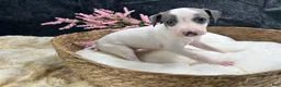 Italian Greyhound dogs for sale: Italian Greyhound 5 - Ad 6