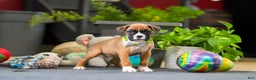 Boxer dogs for sale: Maxl - Ad 17