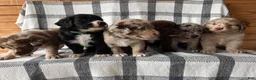 Mixed Breed dogs for sale: Daisy  - Ad 7
