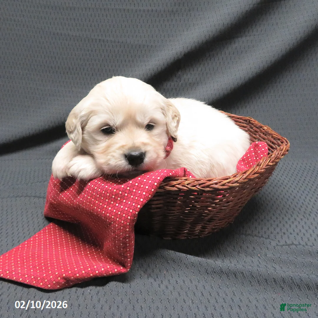 Golden Retriever dogs for sale: Bitsie - Ad 1