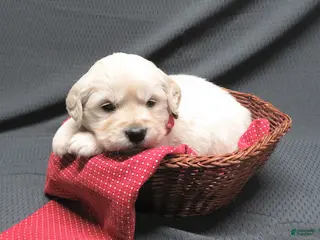 Golden Retriever dogs Bitsie - Ad 4