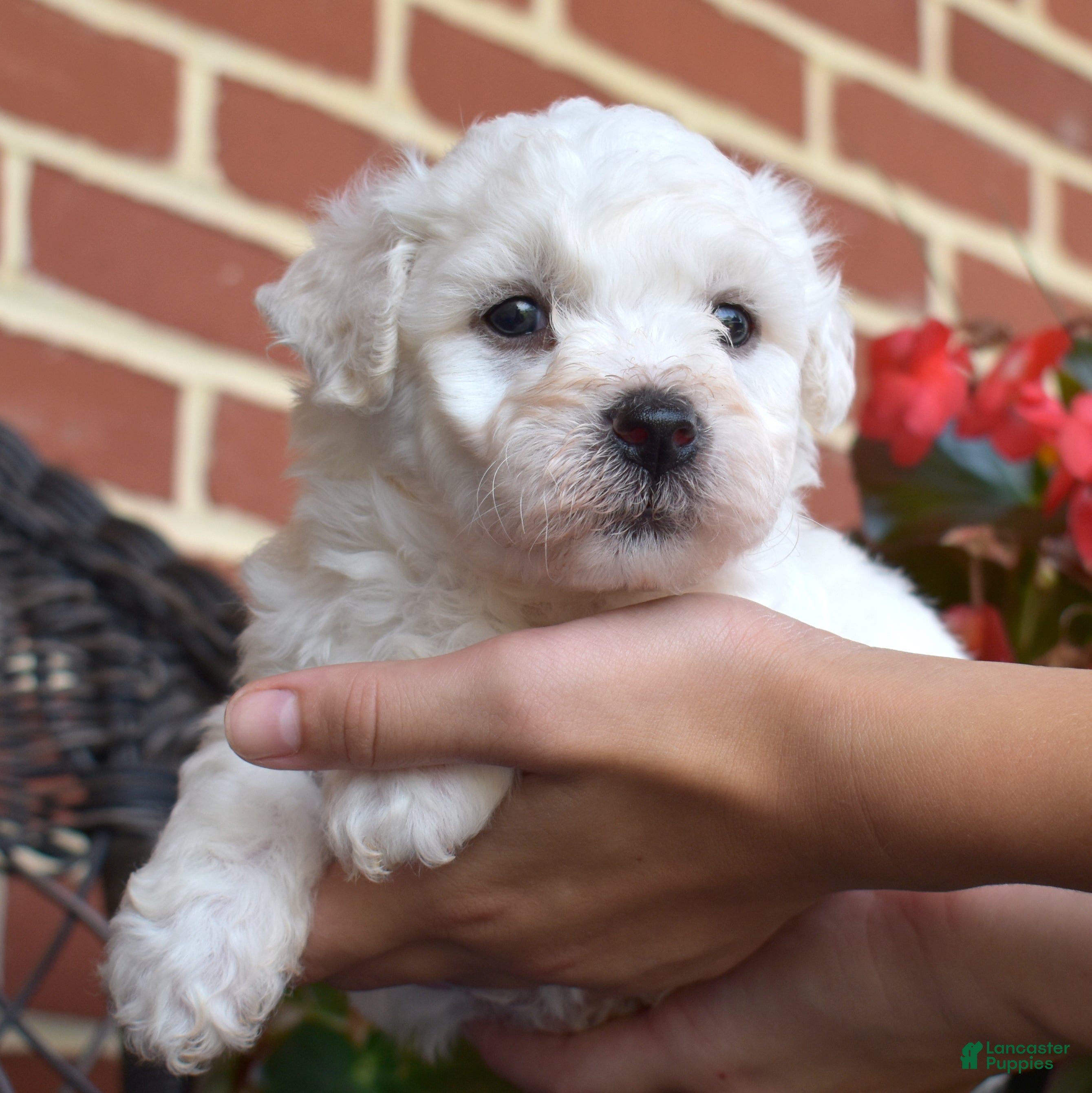 Bichon Frise dogs Glacier - Ad 1