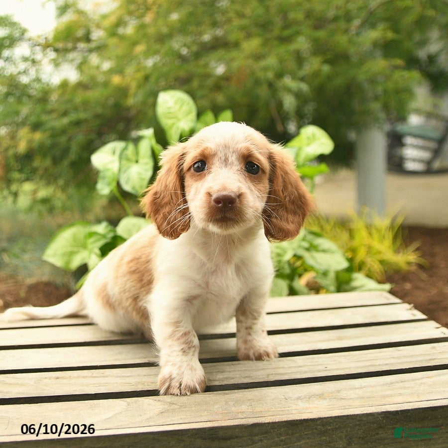 Miniature Dachshund dogs Juno  - Ad 1