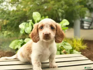 Miniature Dachshund dogs for sale: Juno - Ad 1