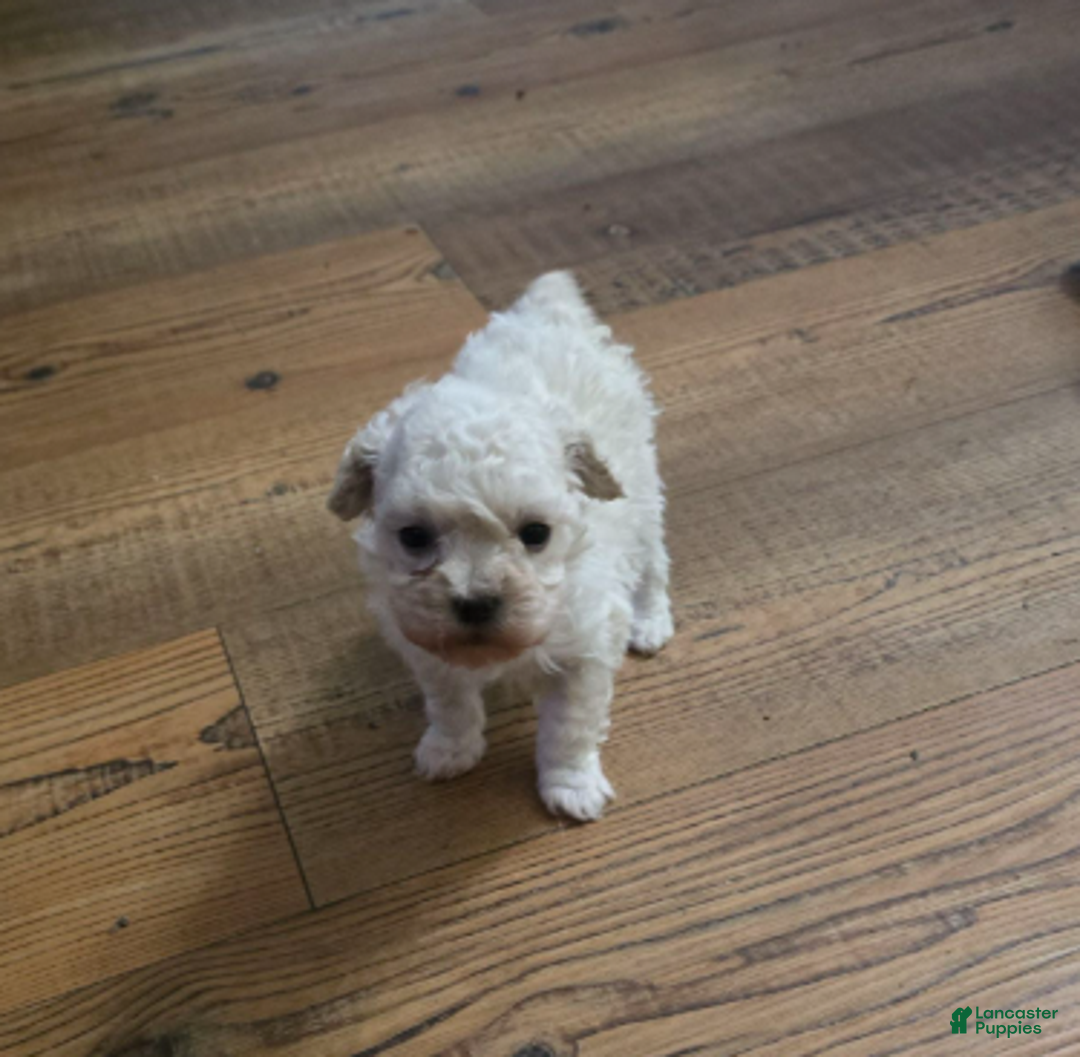 Standard Poodle dogs for sale: Snow - Ad 15