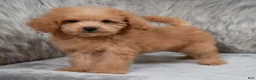 Mini Goldendoodle dogs for sale: Lily ID: 3854 - Ad 2