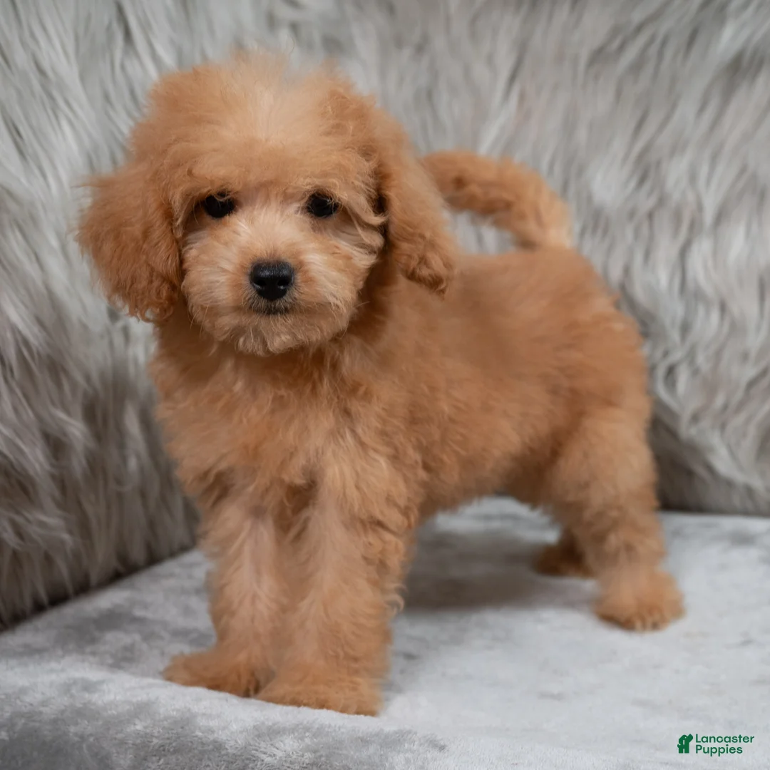 Mini Goldendoodle dogs for sale: Lily ID: 3854 - Ad 2