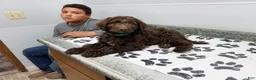 Goldendoodle dogs for sale: Nutter  - Ad 3