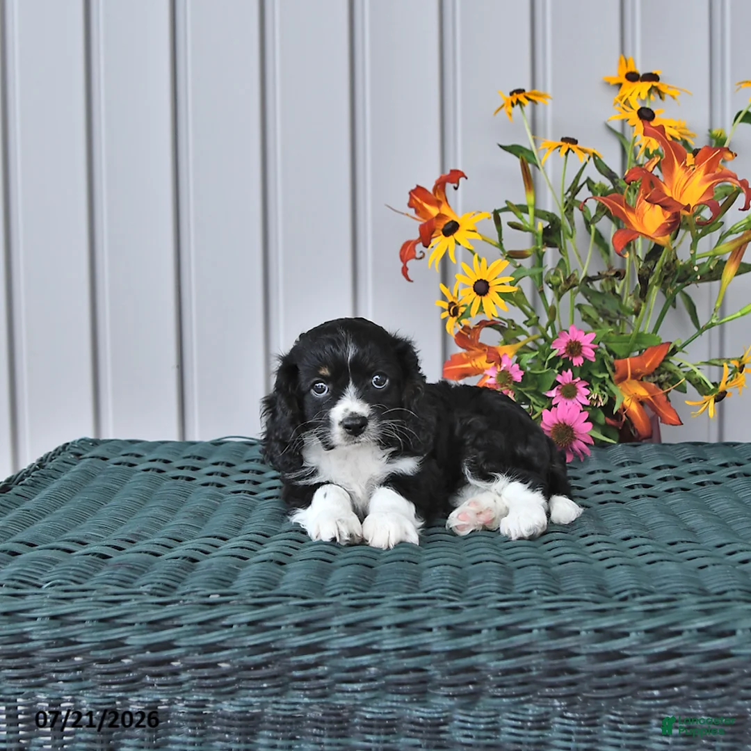 Cavapoo dogs for sale: Doris - Ad 1