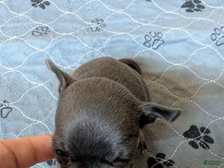 Chihuahua dogs Kai - Ad 21