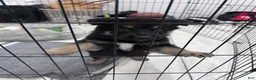 German Shepherd dogs for sale: Bear - Ad 8