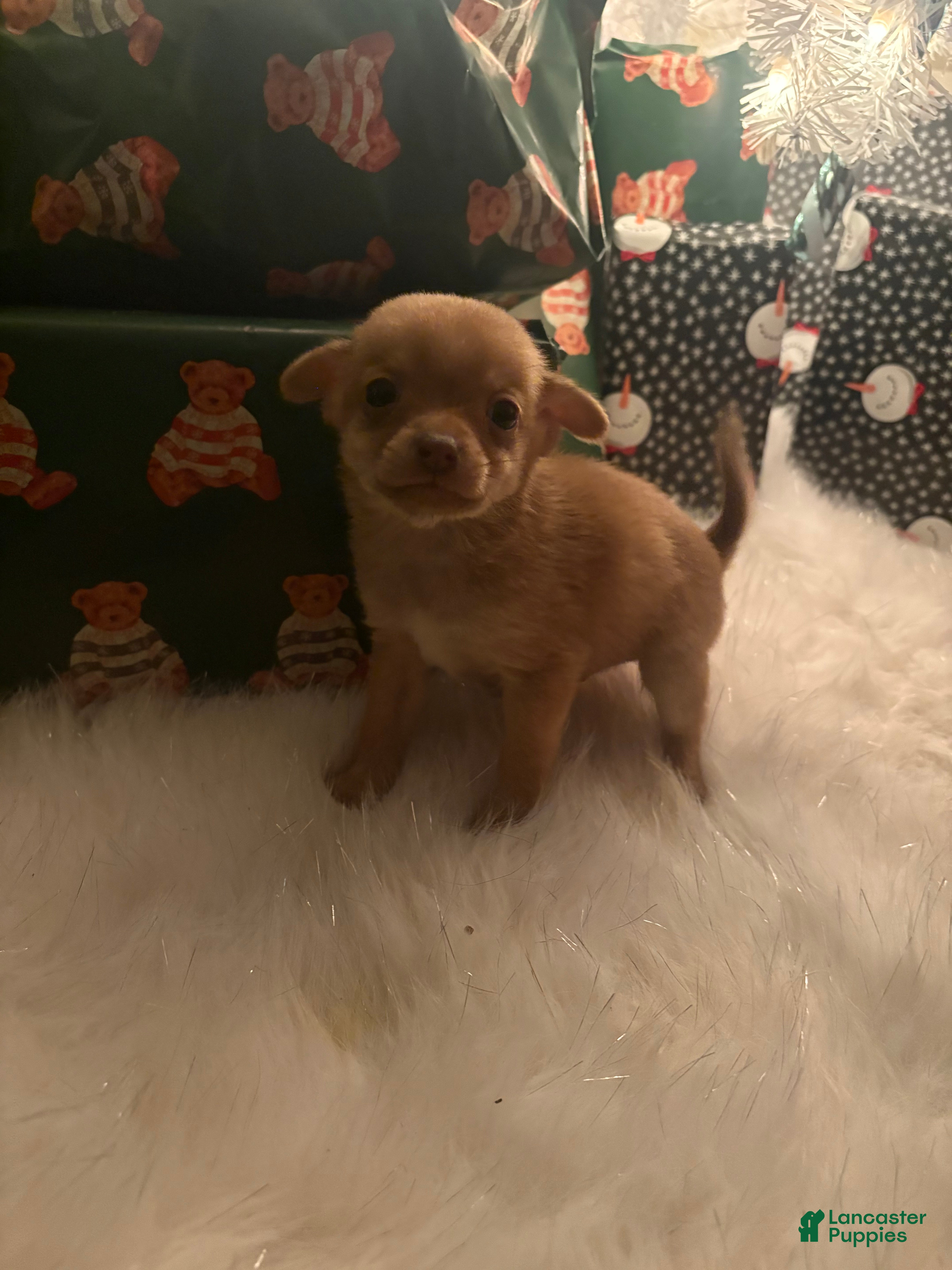 Pomchi dogs Pomchi Puppy 4 lilly - Ad 9