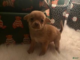 Pomchi dogs Pomchi Puppy 4 lilly - Ad 11