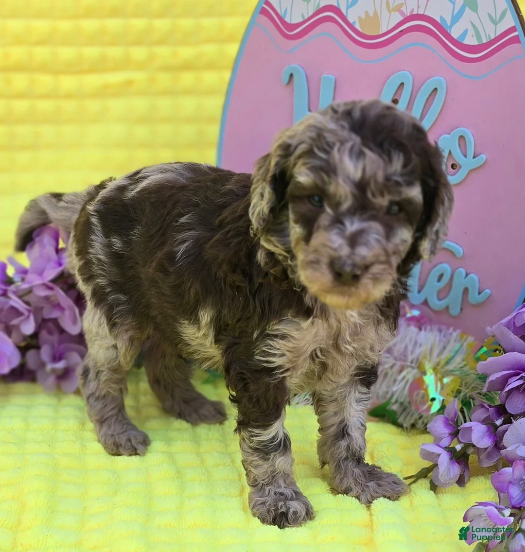 Mini Goldendoodle dogs for sale: Archer - Ad 2