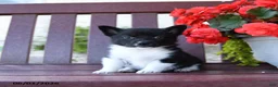 Mixed Breed dogs for sale: Brandy - Ad 2