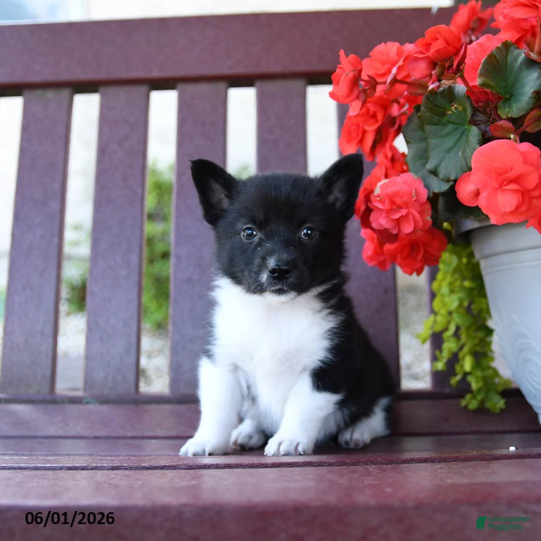 Mixed Breed dogs for sale: Brandy - Ad 2