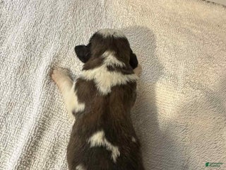 Saint Bernard dogs Puppy 1 - Ad 39