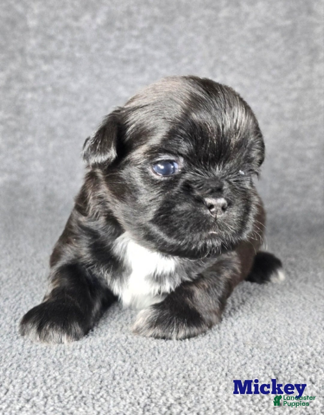 Shih Tzu dogs for sale: Mickey  - Ad 1