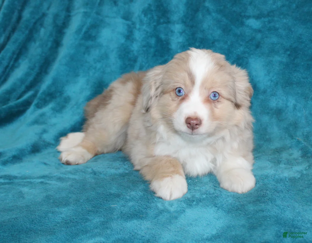 Miniature Australian Shepherd dogs for sale: Sunny - Ad 3
