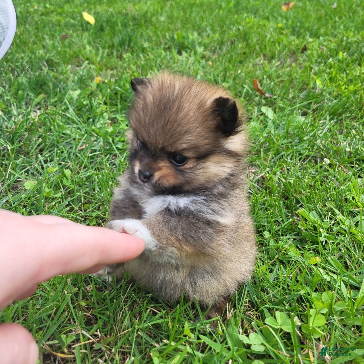 Pomeranian dogs Harmony - Ad 1