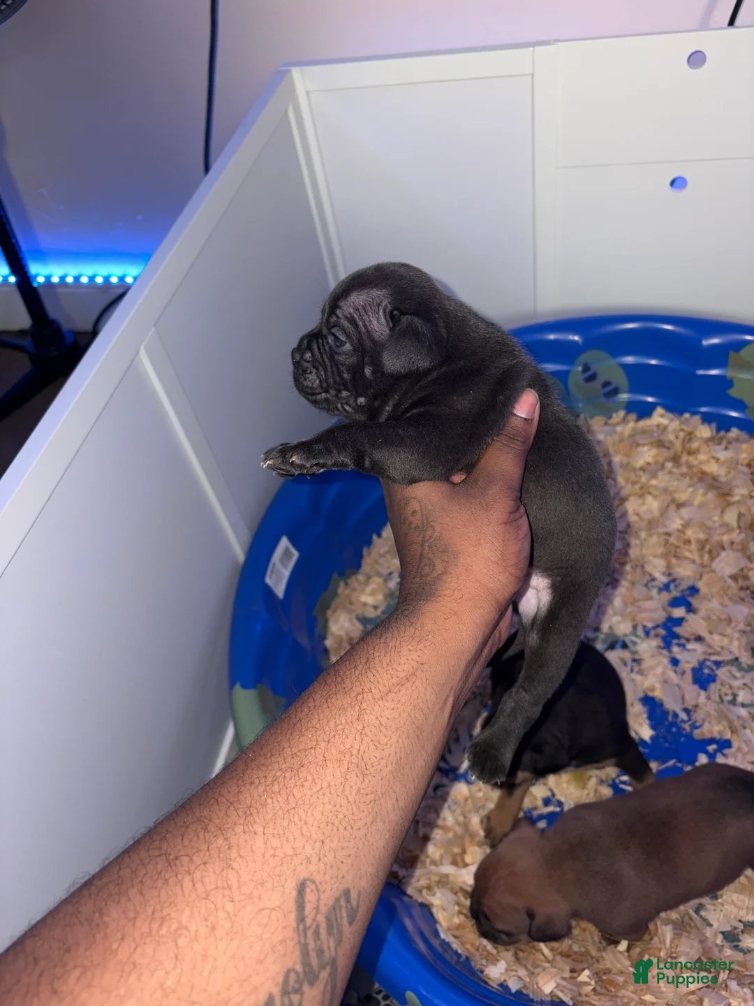American Bully dogs for sale: American Bully Black Ghost Tri Male - Ad 2