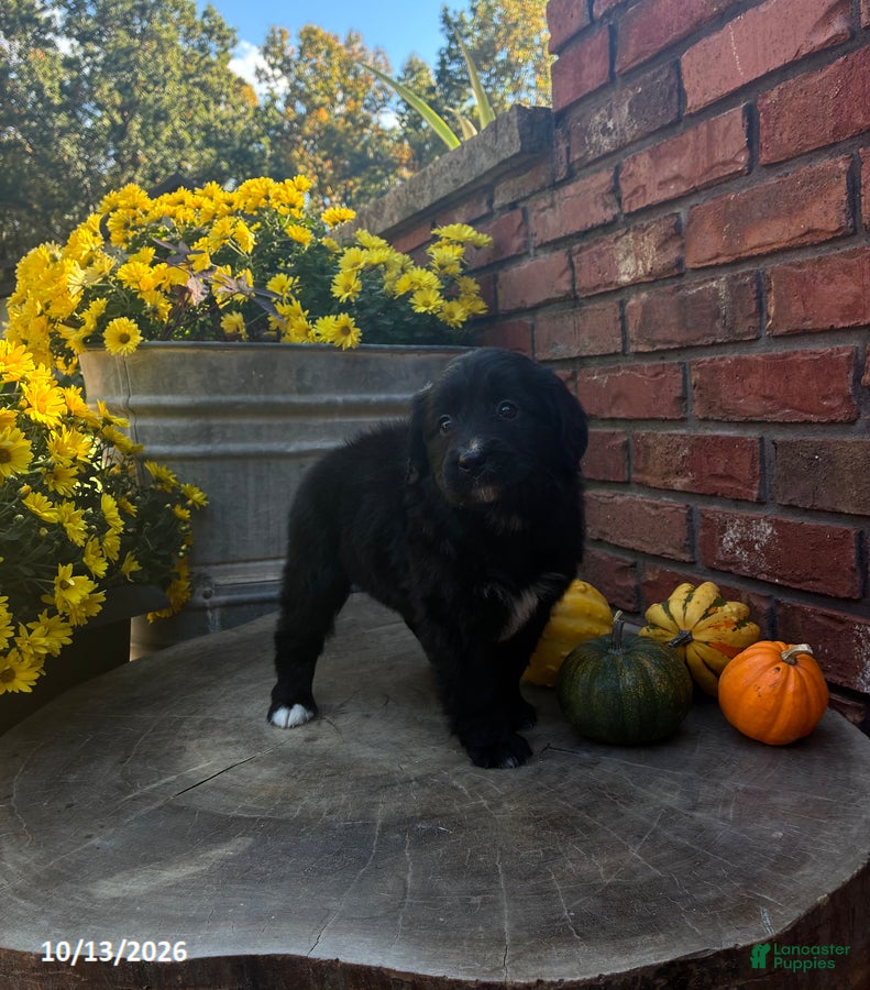 Mini Bernedoodle dogs Holly - Ad 2