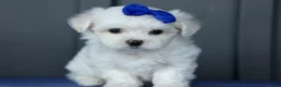 Maltese dogs for sale: OREO - Ad 13