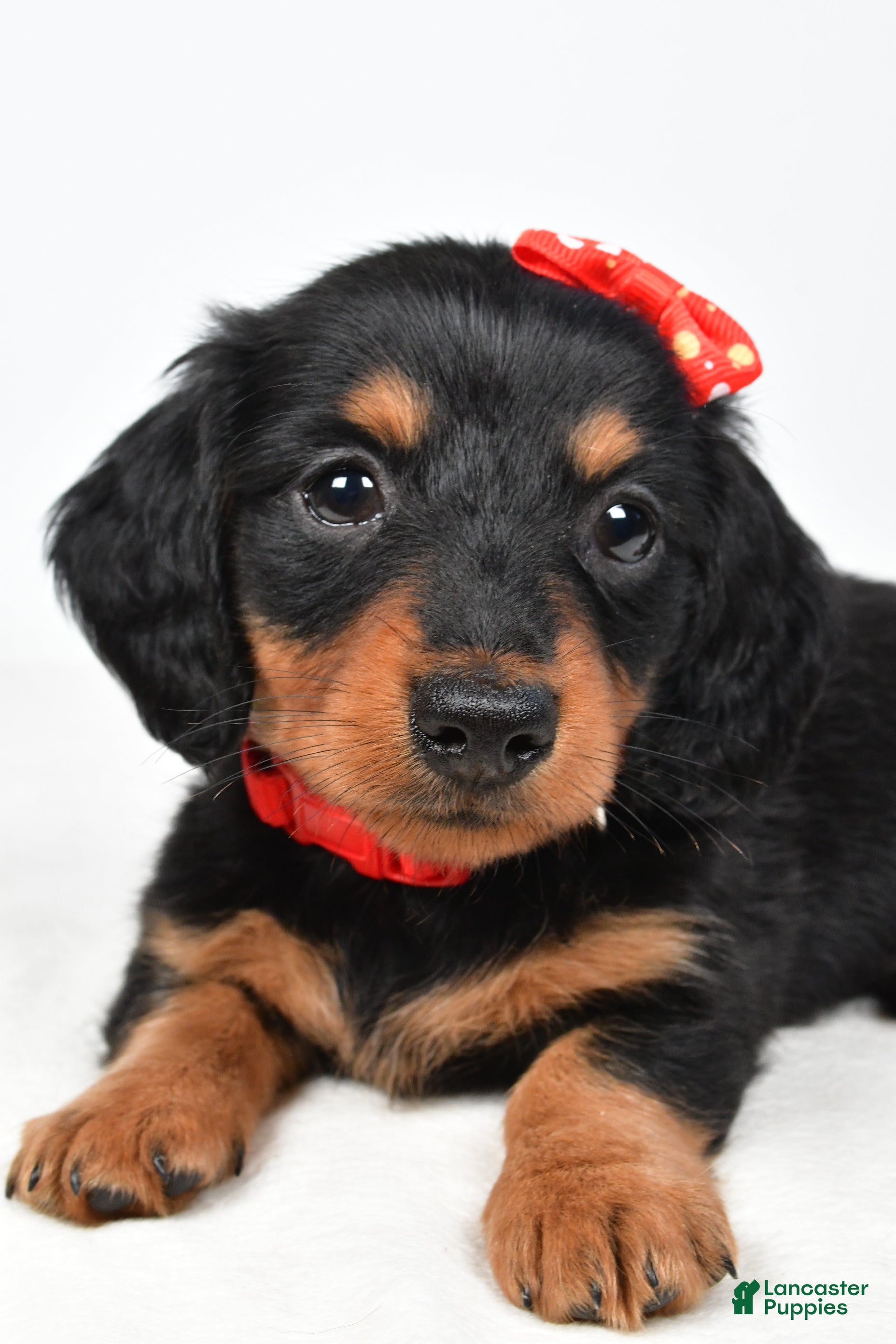 Miniature Dachshund dogs Howard - Ad 2