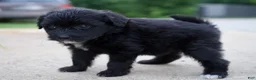 Mixed Breed dogs for sale: Fern - Ad 3