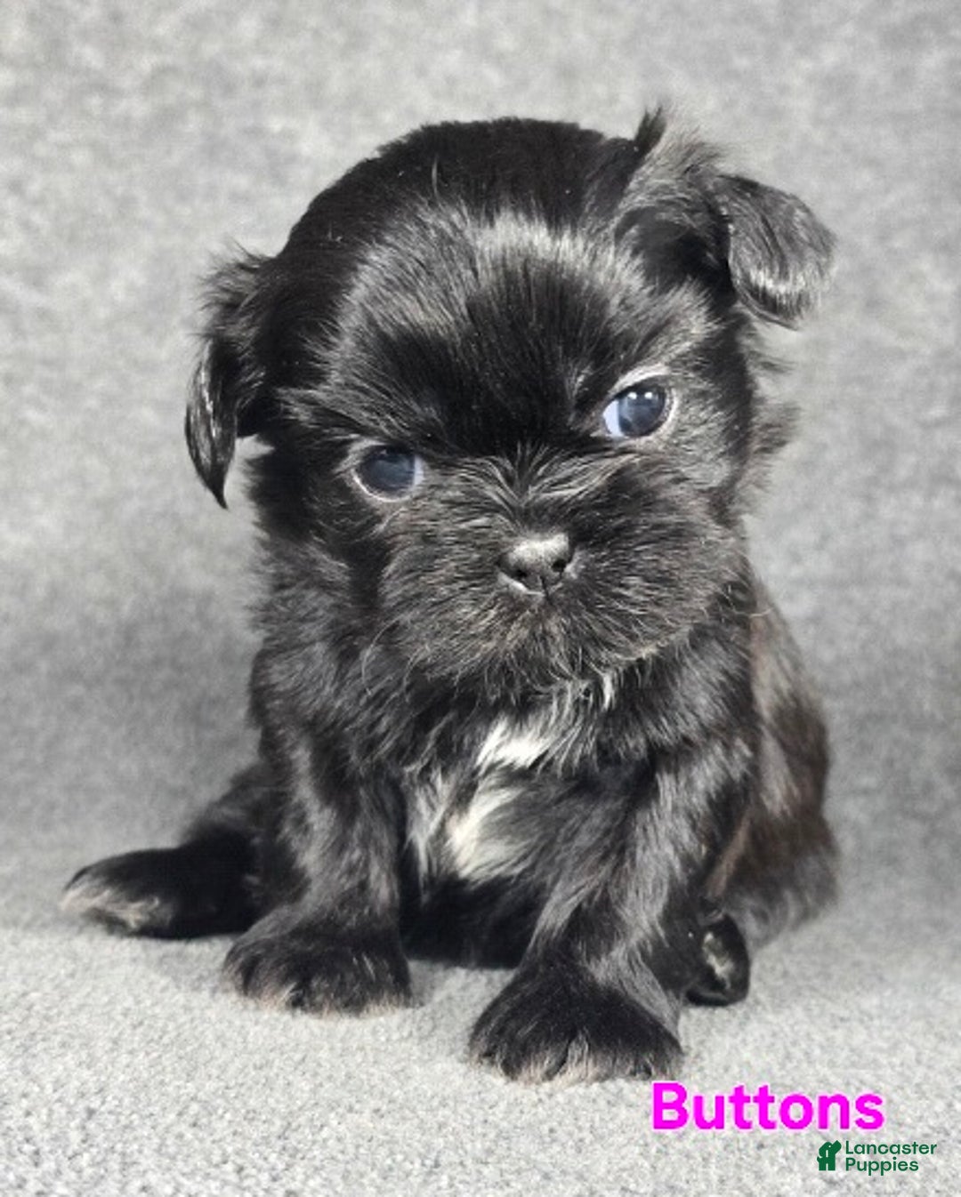 Shih Tzu dogs for sale: Buttons - Ad 1