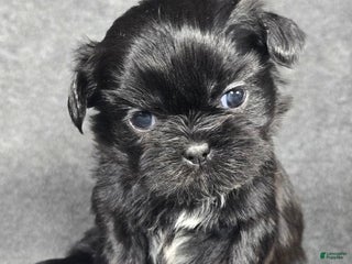 Shih Tzu dogs Buttons - Ad 4