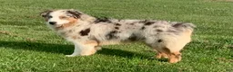 Mixed Breed dogs for sale: Oreo  - Ad 5